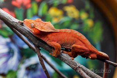 Geco Ciliatus red phantom