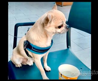 Chihuahua x accoppiamento