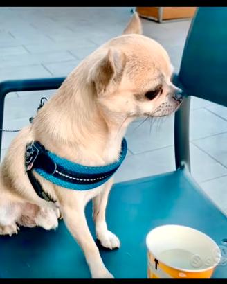 Chihuahua x accoppiamento