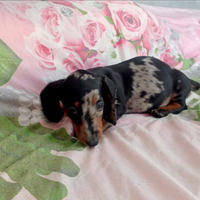 Bassotto tedesco Arlecchino sylver kaninchen