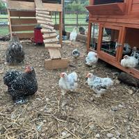 Galline nane e galletti cocincine razza pura