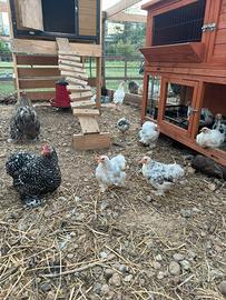 Galline nane e galletti cocincine razza pura