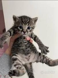 Gattino maschio tigrato