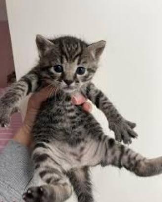 Gattino maschio tigrato