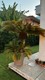 Cycas Revoluta