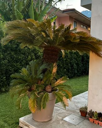 Cycas Revoluta