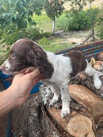 Springer spaniel da tartufo