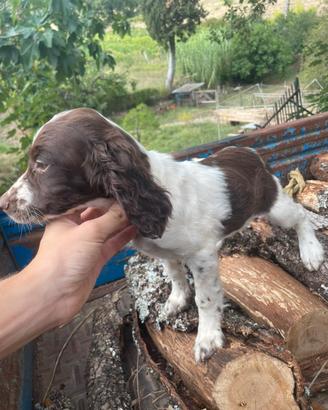 Springer spaniel da tartufo
