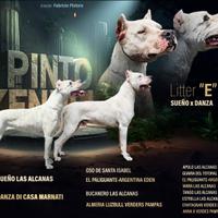 Cuccioli dogo argentino