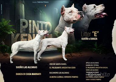 Cuccioli dogo argentino