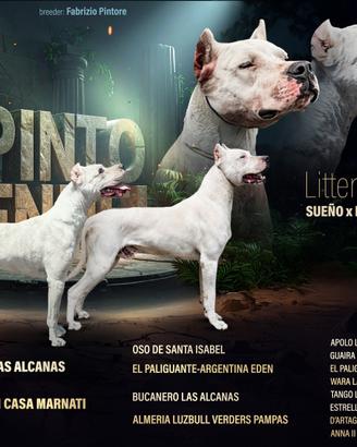 Cuccioli dogo argentino