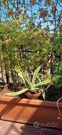 Agave americana "variegata"  (altezza 50 cm)
