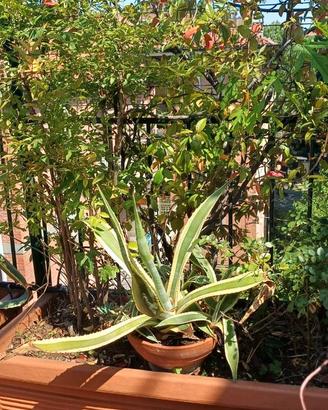 Agave americana "variegata"  (altezza 50 cm)