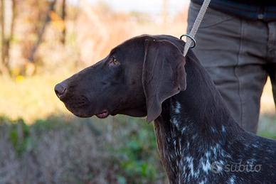 Bracco tedesco kurzhaar