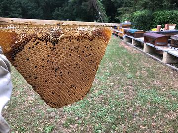 Api , nuclei e famiglie complete