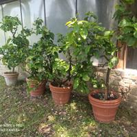piante di limoni 