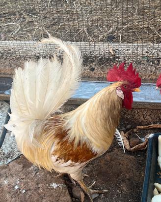 Gallo