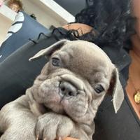 Bulldog francese esotico blu