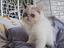 Immagine 5