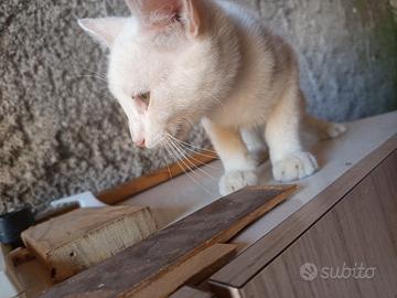 gatto bianco
