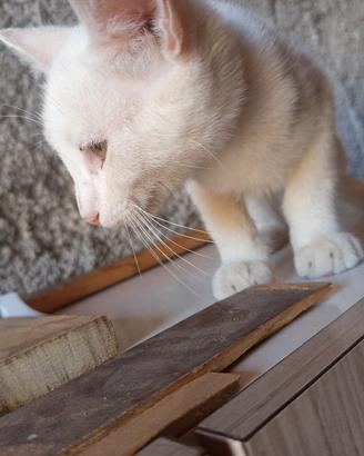 gatto bianco