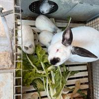 Conigli californiani originali