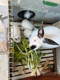 Conigli californiani originali