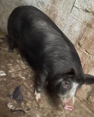 Scrofa di 10 mesi