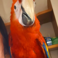 Ara scarlattaa allevata a mano