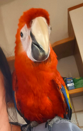 Ara scarlattaa allevata a mano