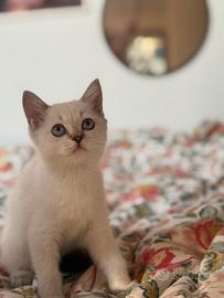 Ultimi due Cuccioli Scottish Straight disponibili