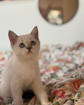 Ultimi due Cuccioli Scottish Straight disponibili