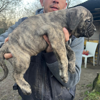 Cucciolo cane corso