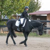 Murgese intero 4 anni