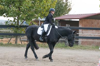 Murgese intero 4 anni