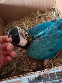 Ara ararauna baby