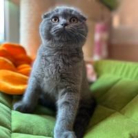 Scottish fold