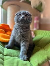 Scottish fold