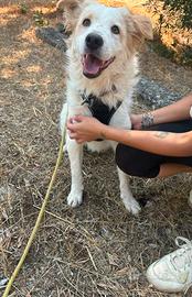 Lollo amoroso cucciolo