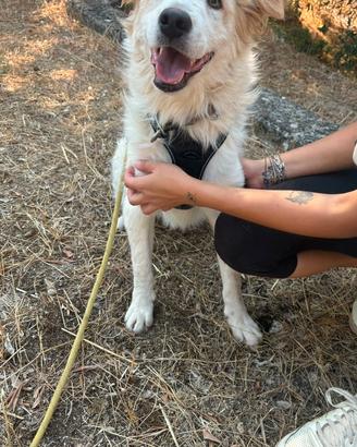 Lollo amoroso cucciolo
