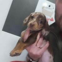 Bassotto arlecchino femmina negozio autorizzato