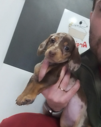 Bassotto arlecchino femmina negozio autorizzato