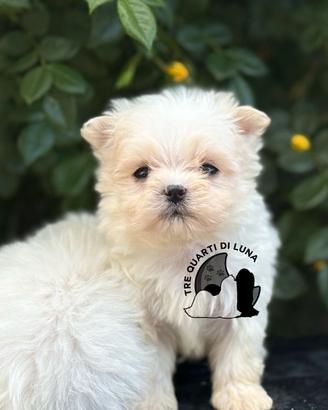 Maltese Trequartidilun