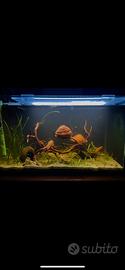 Acquario 60 litri