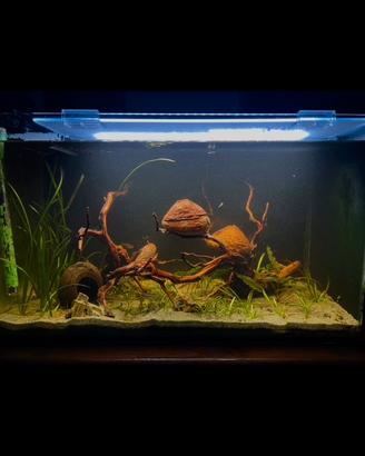Acquario 60 litri