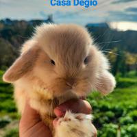 Coniglio ariete nano mini lop