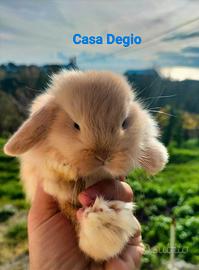 Coniglio ariete nano mini lop