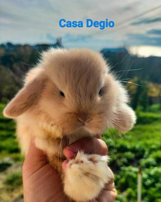 Coniglio ariete nano mini lop