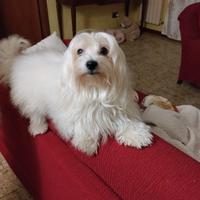 MALTESINO per accoppiamento