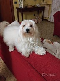 MALTESINO per accoppiamento